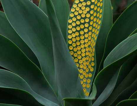Happy plant