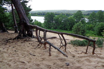 Roots and trunk of the pine tree on the sandy hill