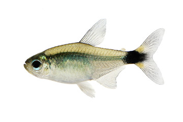 Kitty tetra Hyphessobrycon heliacus tropical aquarium fish