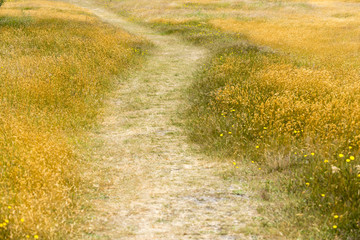 Dünenpfad auf der ostfriessischen Insel Langeoog.