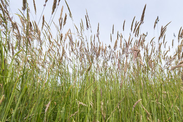 Wiese mit Gräsern aus der Froschperspektive fotografiert.