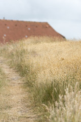 Naturpfad auf der Insel Langeoog.