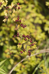 Zweigriffeliger Weißdorn (Crataegus laevigata)