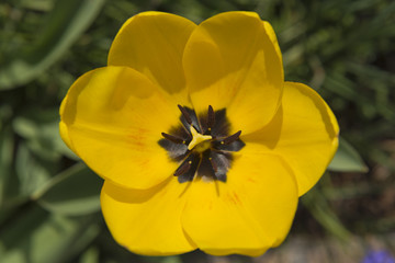 Tulpen (Tulipa)