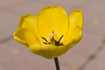 Tulpen (Tulipa)