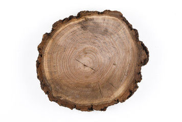 cross section of the tree