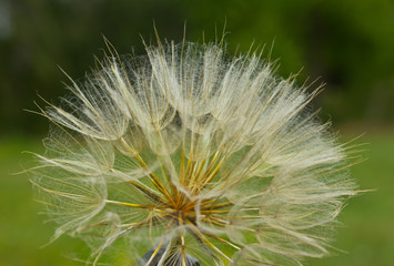 Obraz premium Seeds of Tragopogon in evening light