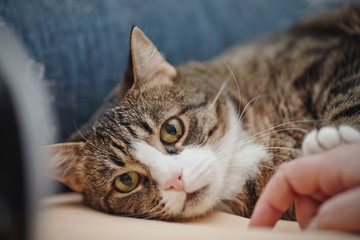 Portrait of a striped cat