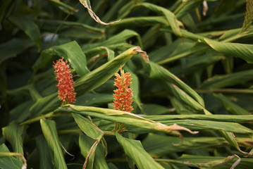 Hedychium densiflorum