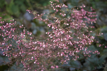 Heuchera