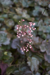 Heuchera