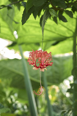 Hibiscus schizopetalus