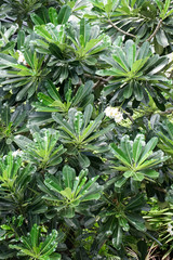 Leaves Background