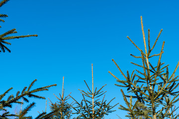 Fototapeta premium Tops of growing young spruce trees