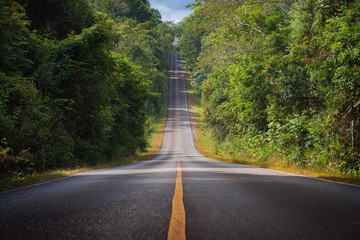 Forest long road at Khaoyai National Park (The World Heritage of nature) Thailand
