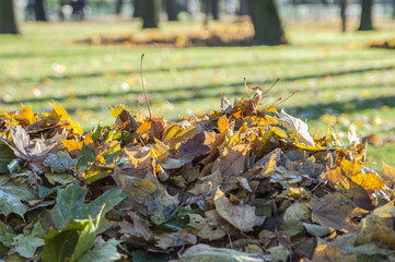 pile of fallen leaves