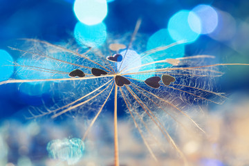 Little hearts on a dandelion seed on a blue background. Valentine's Day. Selective focus