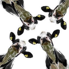 cows isolated