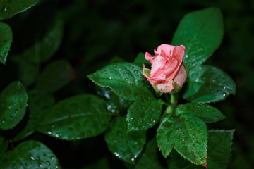 Pink garden rose with dew on it after the rain