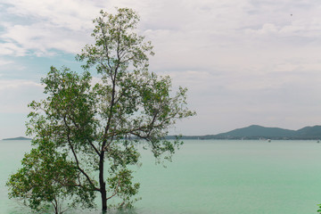 There is a mangrove tree in the sea with a bright sky
