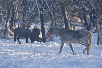 White horse in snow at sunset