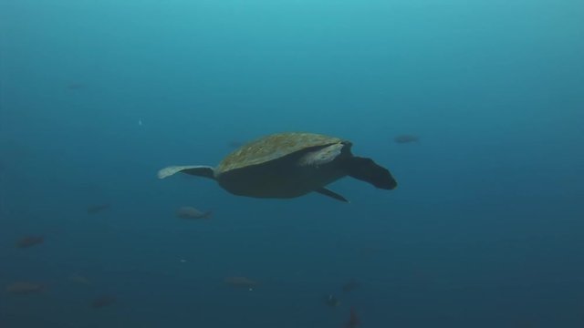 Sea turtle underwater of turquoise lagoon on Galapagos. Relax macro video. Marine reptile ocean.