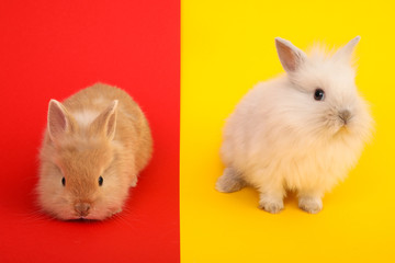 Rabbit on the color background