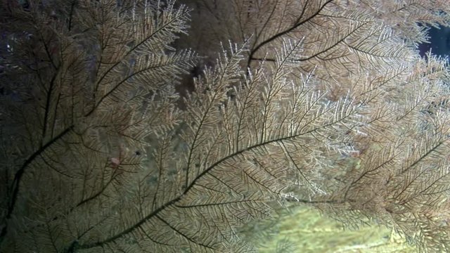 Marine plants underwater on seabed in Galapagos. Relax video. Marine life in ocean.