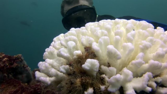White corals on seabed of Galapagos. Relax underwater macro video. Wildlife of sea and ocean.
