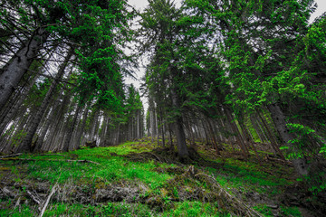 Obraz premium Wald Grau/Grün