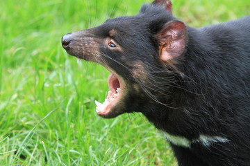 tasmanian devil on green grass in Tasmania