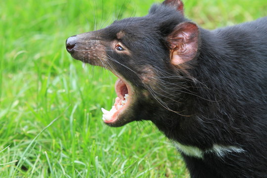 Tasmanian Devil On Green Grass In Tasmania