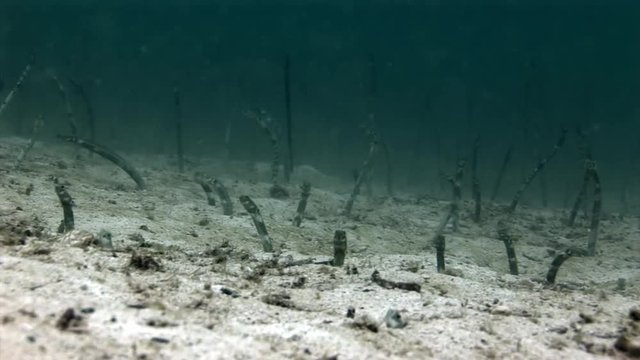 Sea eel conger underwater on seabed in Galapagos. Relax video. Marine life in ocean.