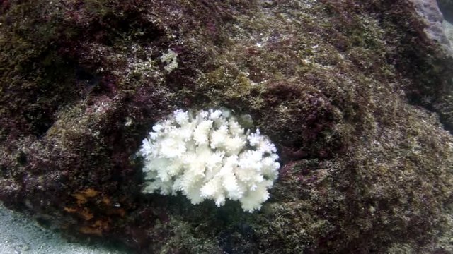 White corals underwater on seabed of Galapagos. Relax macro video. Wildlife of sea and ocean.