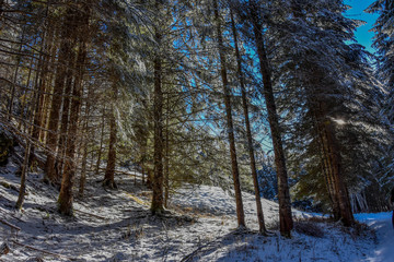 Winter Wald