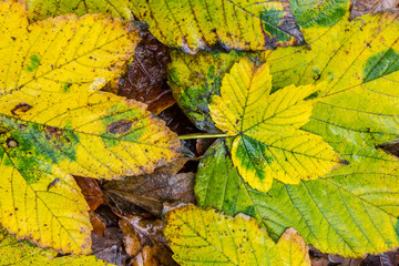 Obraz premium yellow, gree and gold, autumn leaves on the ground