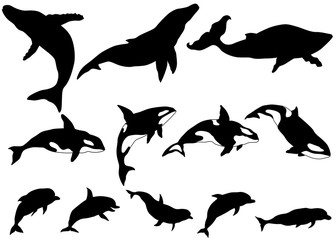 Set of whale, killer whale, dolphin Silhouettes © mirifadapt