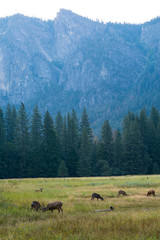 Yosemite National Park