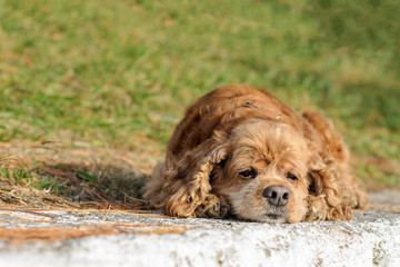 dog spaniel lies in the park