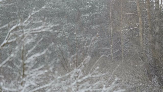 Falling snow in a winter forest with snow covered trees