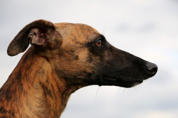 portrait eines gestomten whippets