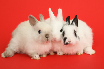 Two rabbits bunny