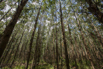 Fototapeta premium Eucalyptus forest in Sao Paulo State - Brazil. Plants for paper industry