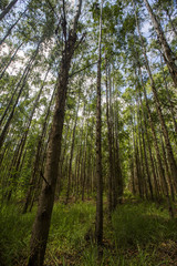 Fototapeta na wymiar Eucalyptus forest in Sao Paulo State - Brazil. Plants for paper industry