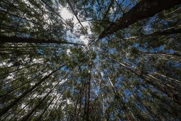 Eucalyptus forest in Sao Paulo State - Brazil. Plants for paper industry