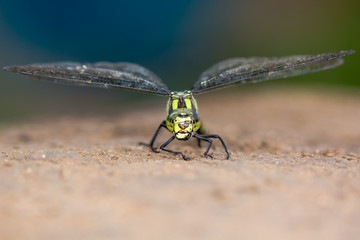 Southern hawker head-on view. Large male insect in the order Odonata, family Aeshnidae, with clear view of coloured compound eyes