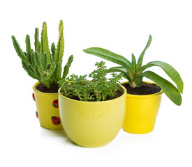 succulents plant in pot on white background