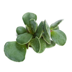 succulents plant in pot on white background