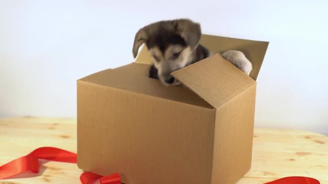 Little puppy dog crawls out postage box with red ribbon.