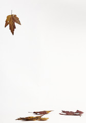 Fall leafs on white background